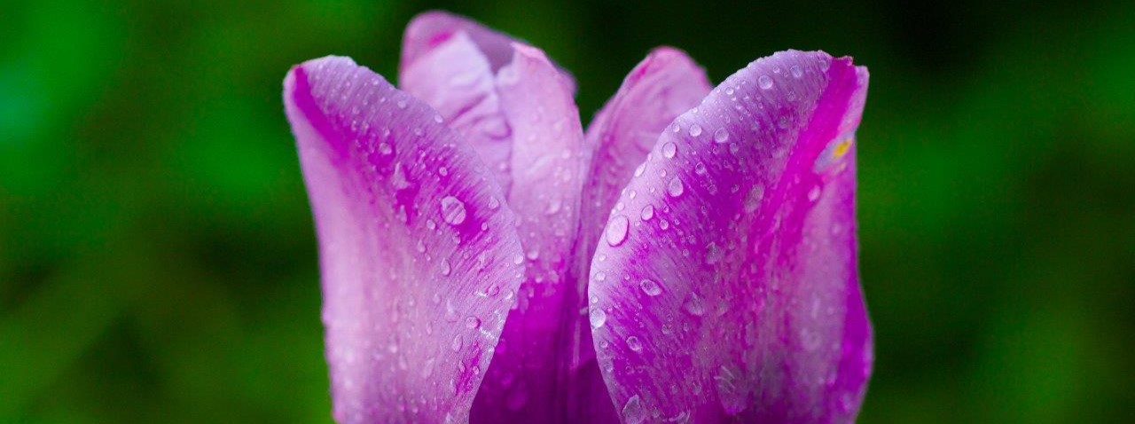 Beauty in Bloom