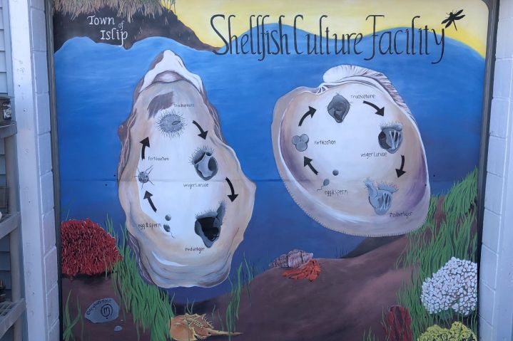 The New Mural at the Shellfish Hatchery in East Islip