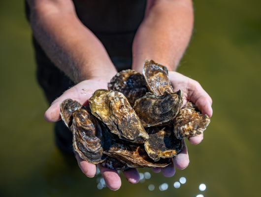 Hands held out holding oysters with lens flare light hitting the foreground as if tiny pearls