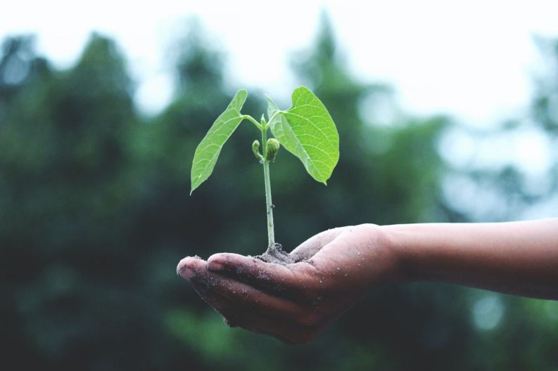 green plant growing in palm of hand