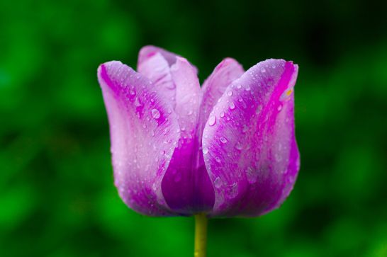 The a hot purple tulip in center of frame stands glazed in morning light while drops of dew stipple its surface. Behind, a blurred backdrop of greenery adds stark contrast to the image.