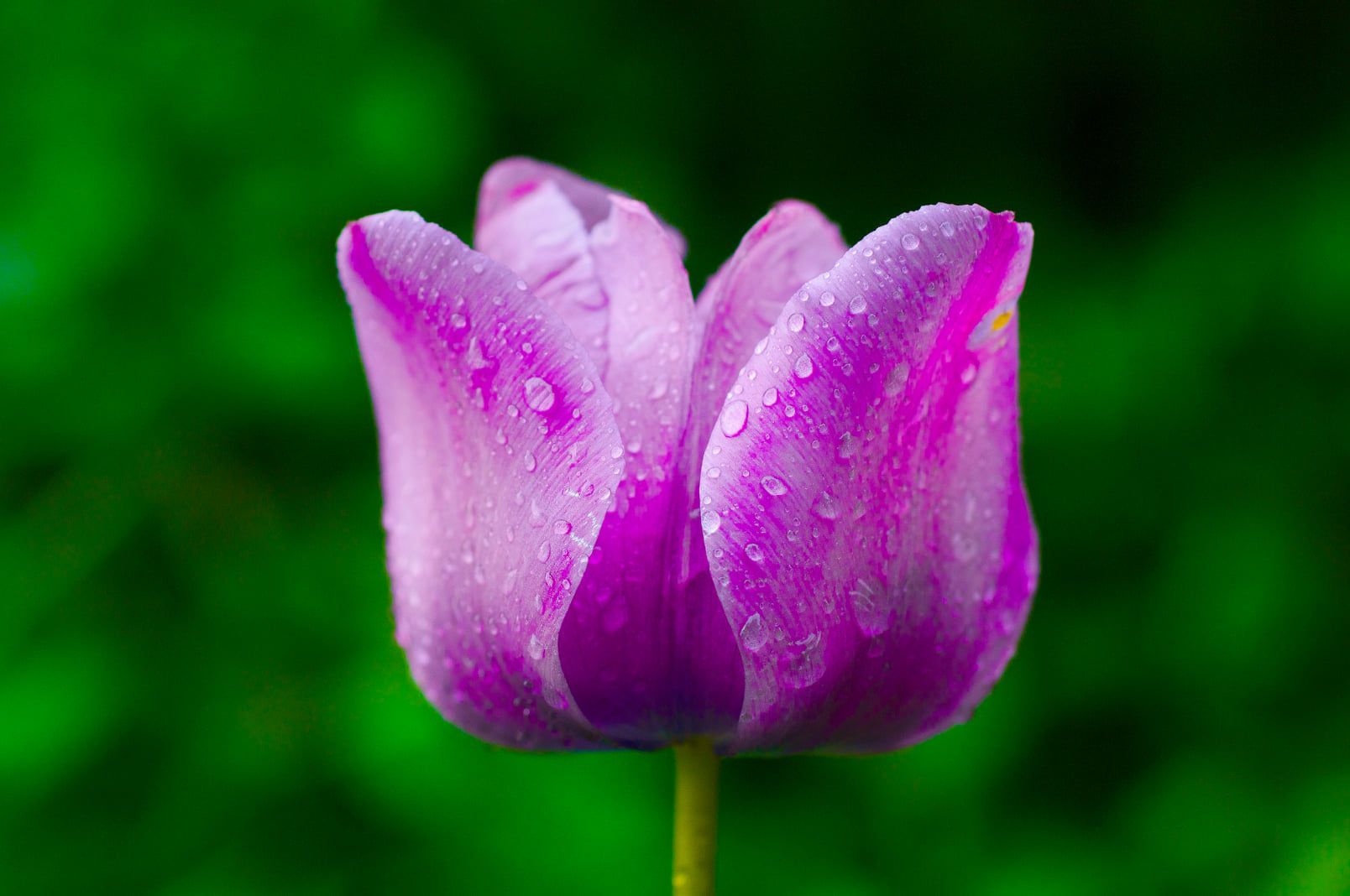 The a hot purple tulip in center of frame stands glazed in morning light while drops of dew stipple its surface. Behind, a blurred backdrop of greenery adds stark contrast to the image.